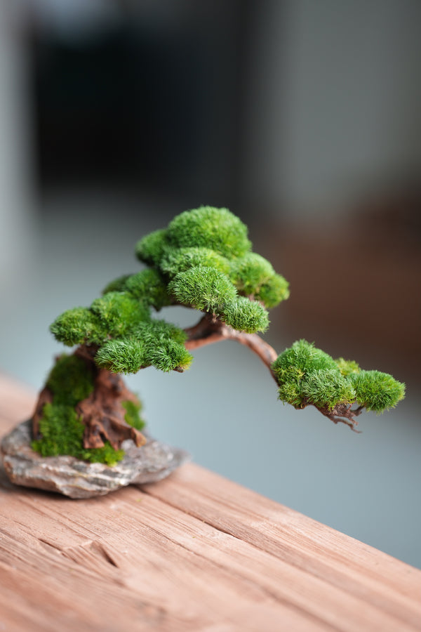 Greenwood - Stone Rest (Preserved Plants)