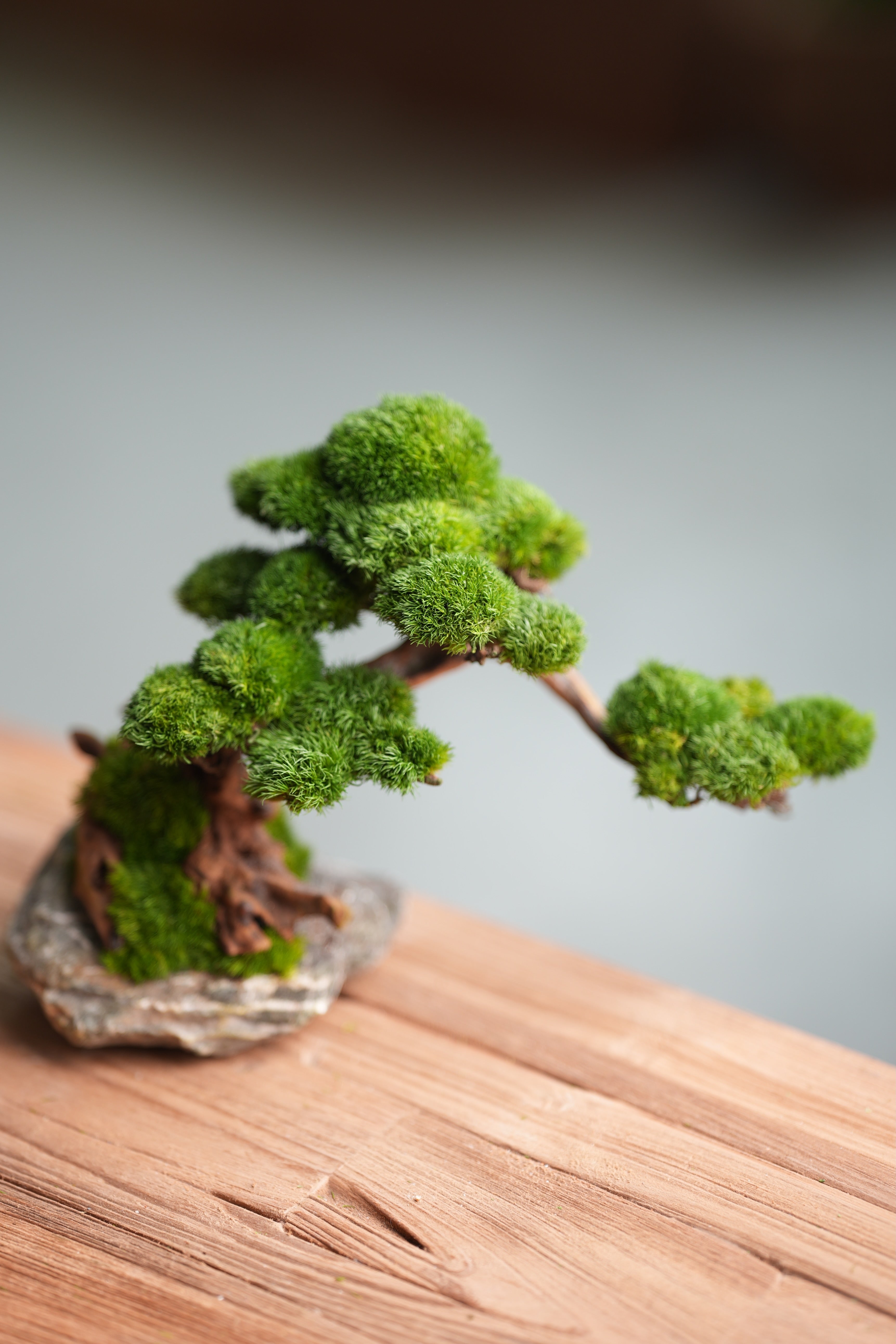 Greenwood - Stone Rest (Preserved Plants)