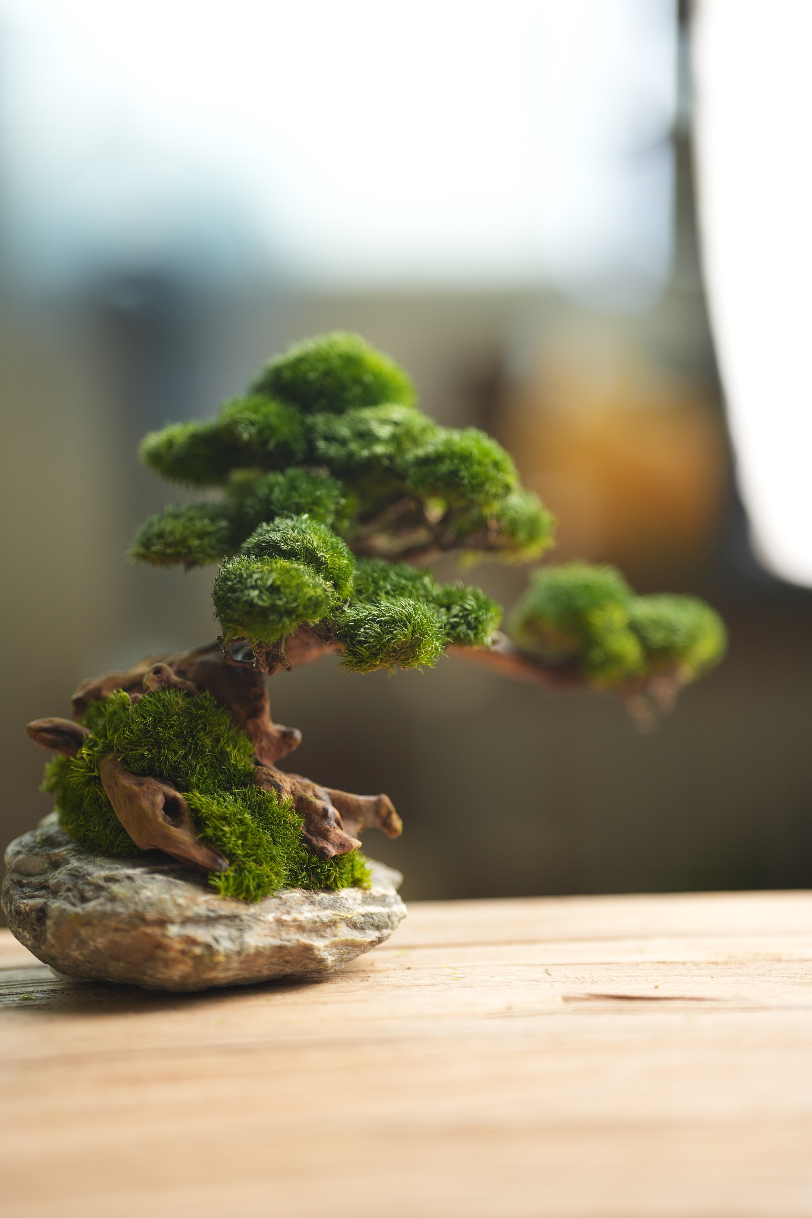 Greenwood - Stone Rest (Preserved Plants)