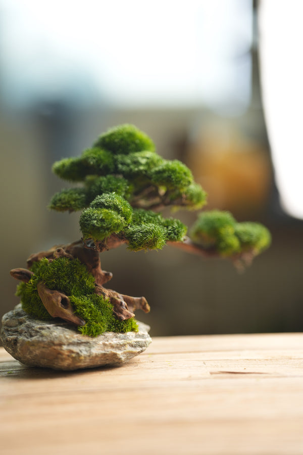 Greenwood - Stone Rest (Preserved Plants)