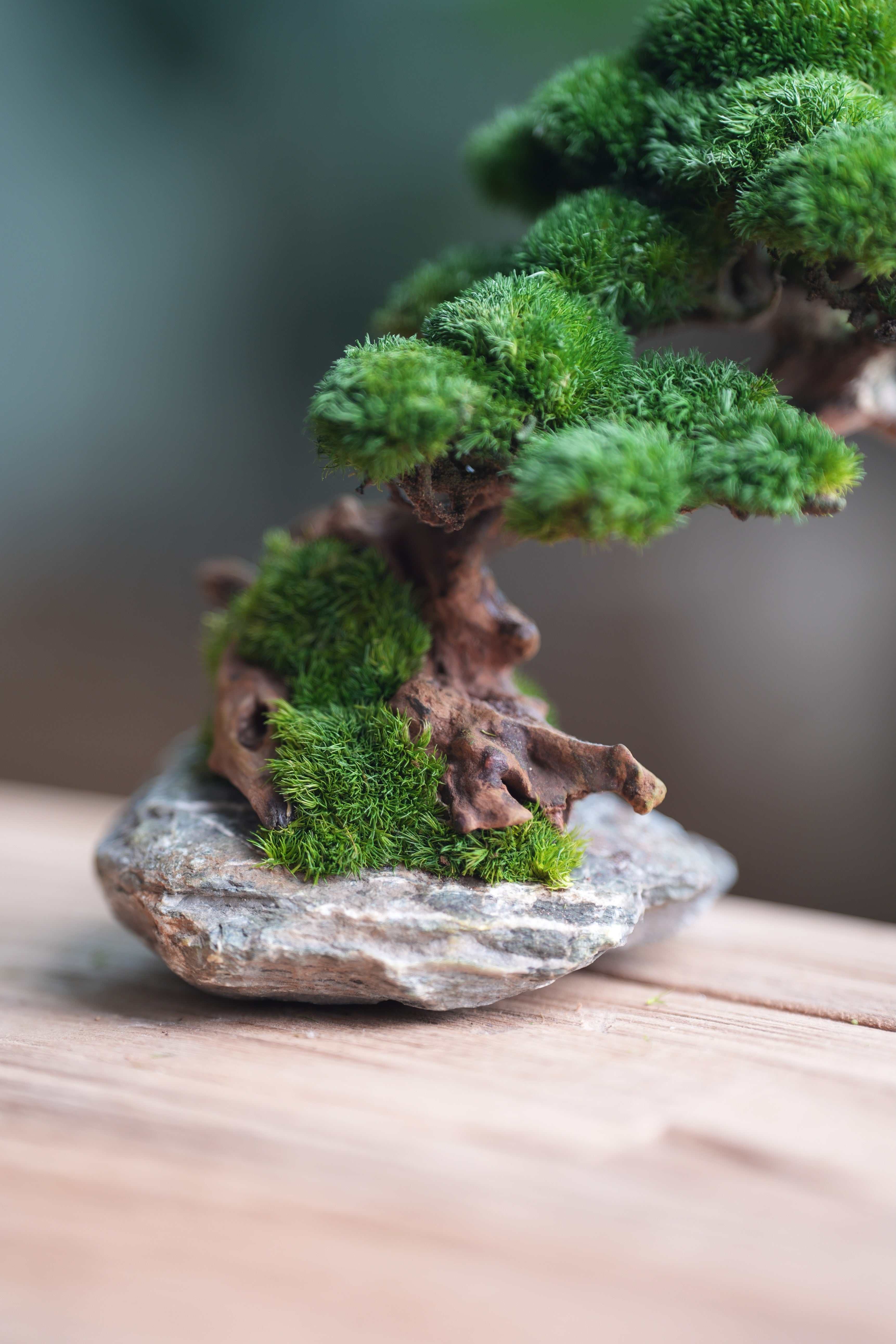 Greenwood - Stone Rest (Preserved Plants)