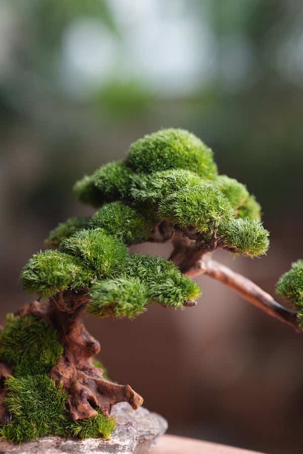 Greenwood - Stone Rest (Preserved Plants)