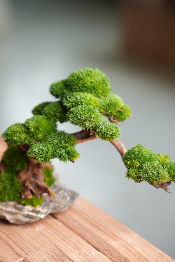 Greenwood - Stone Rest (Preserved Plants)