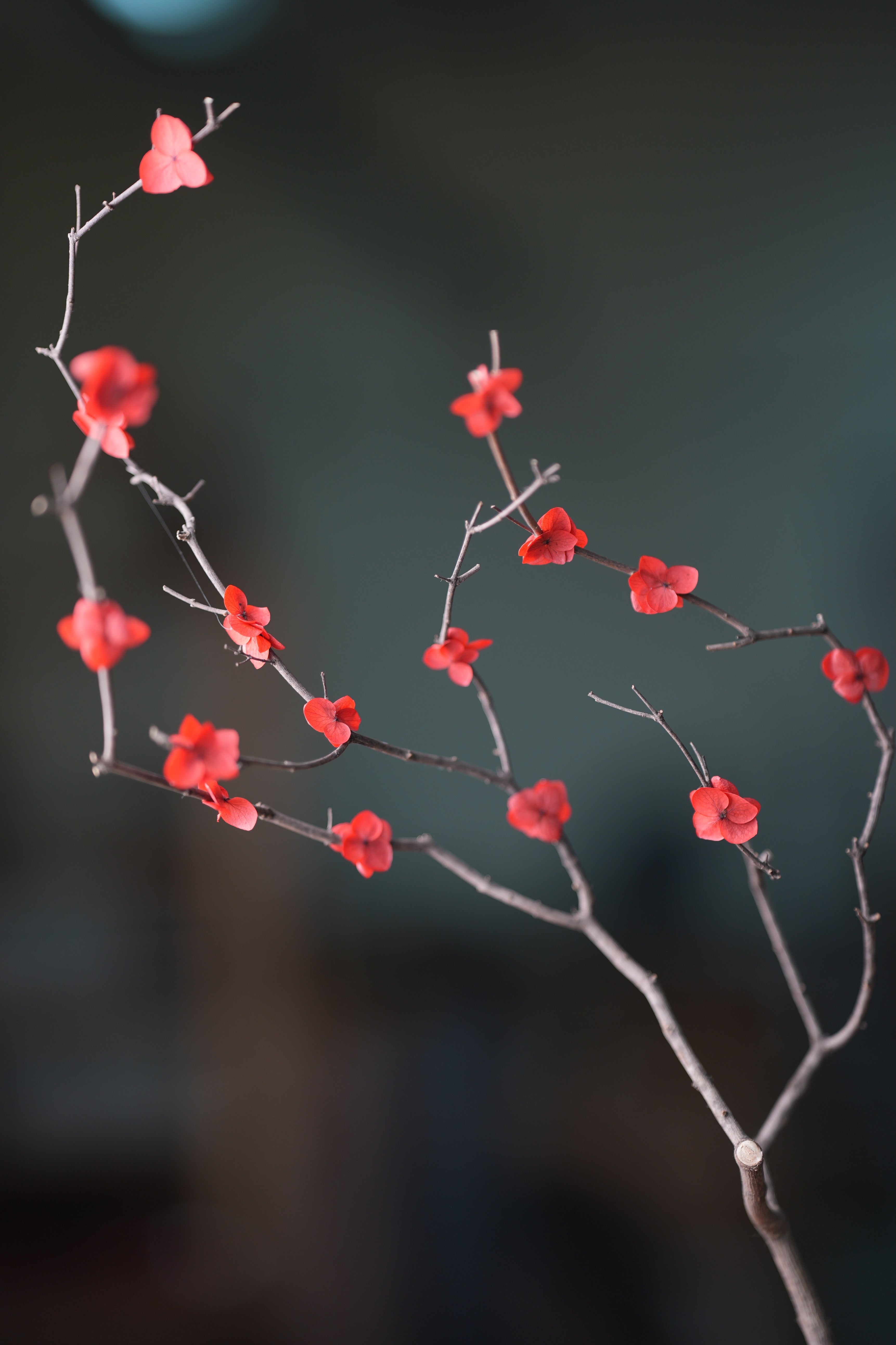 Slow Wood - The Journey (Preserved Plants)