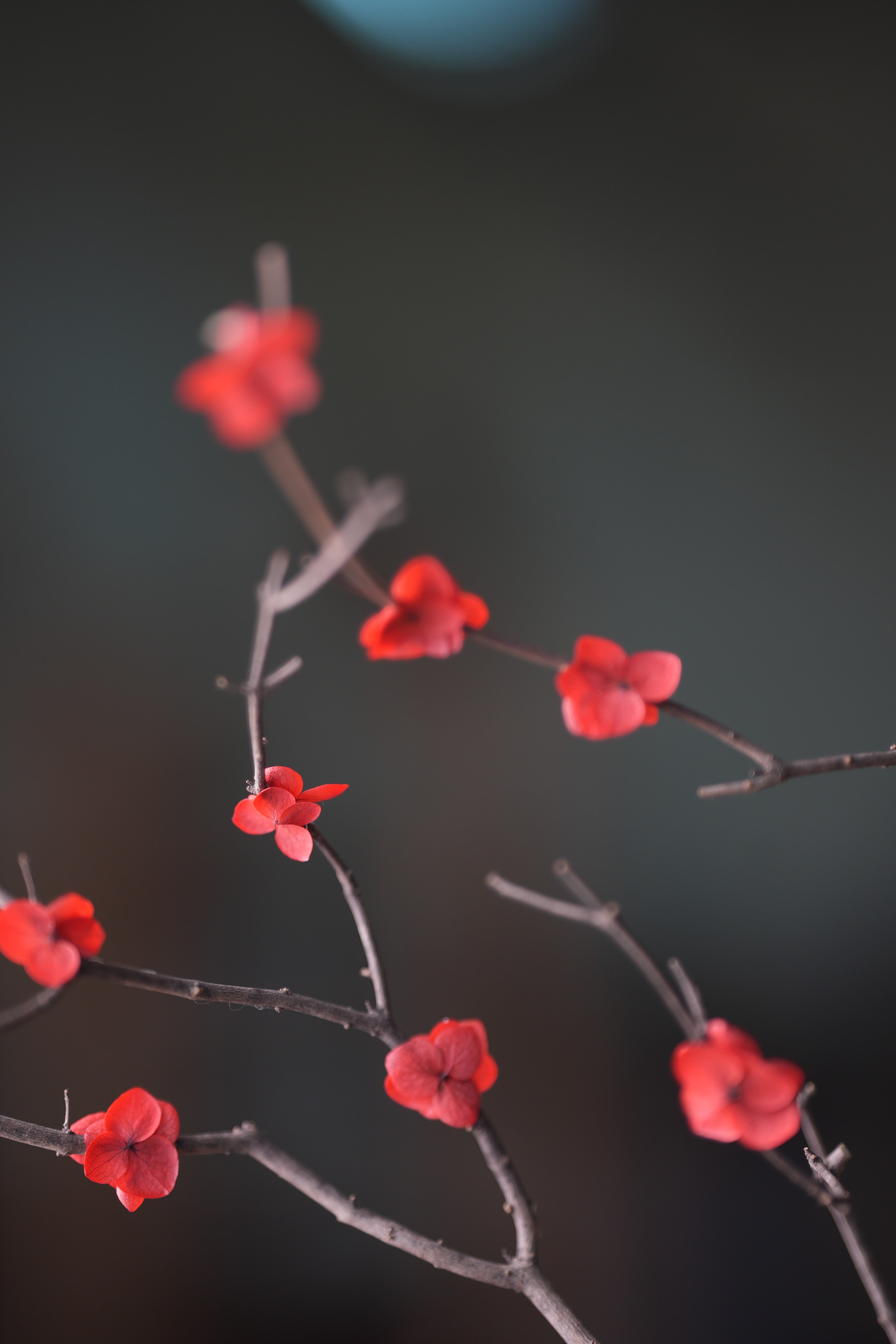 Slow Wood - The Journey (Preserved Plants)