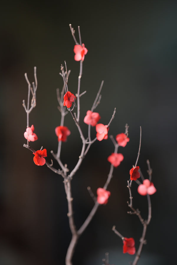 Slow Wood - The Journey (Preserved Plants)