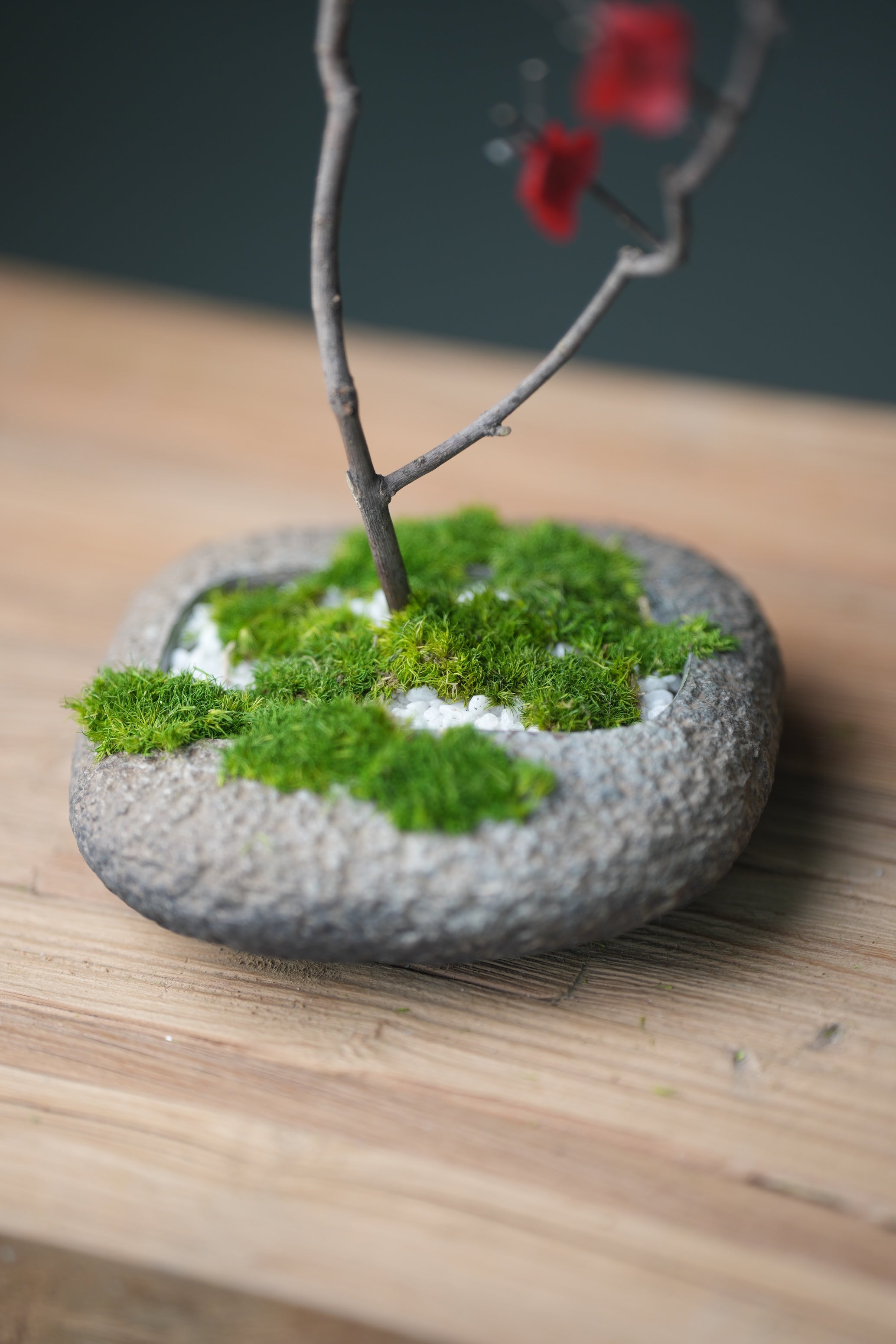 Slow Wood - The Journey (Preserved Plants)