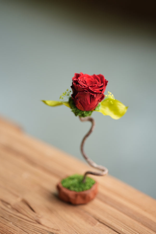 Children of the Forest - Jupiter  (Preserved Plants)