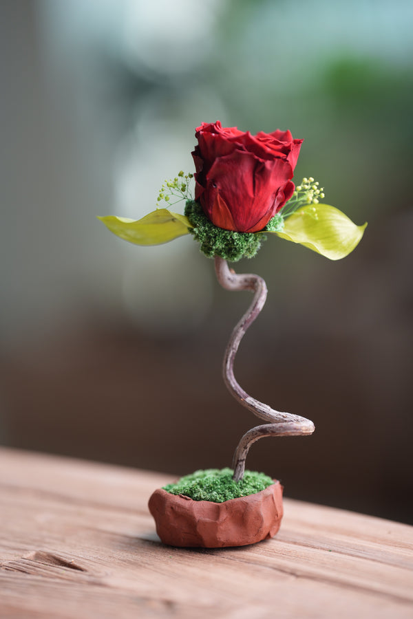 Children of the Forest - Jupiter  (Preserved Plants)