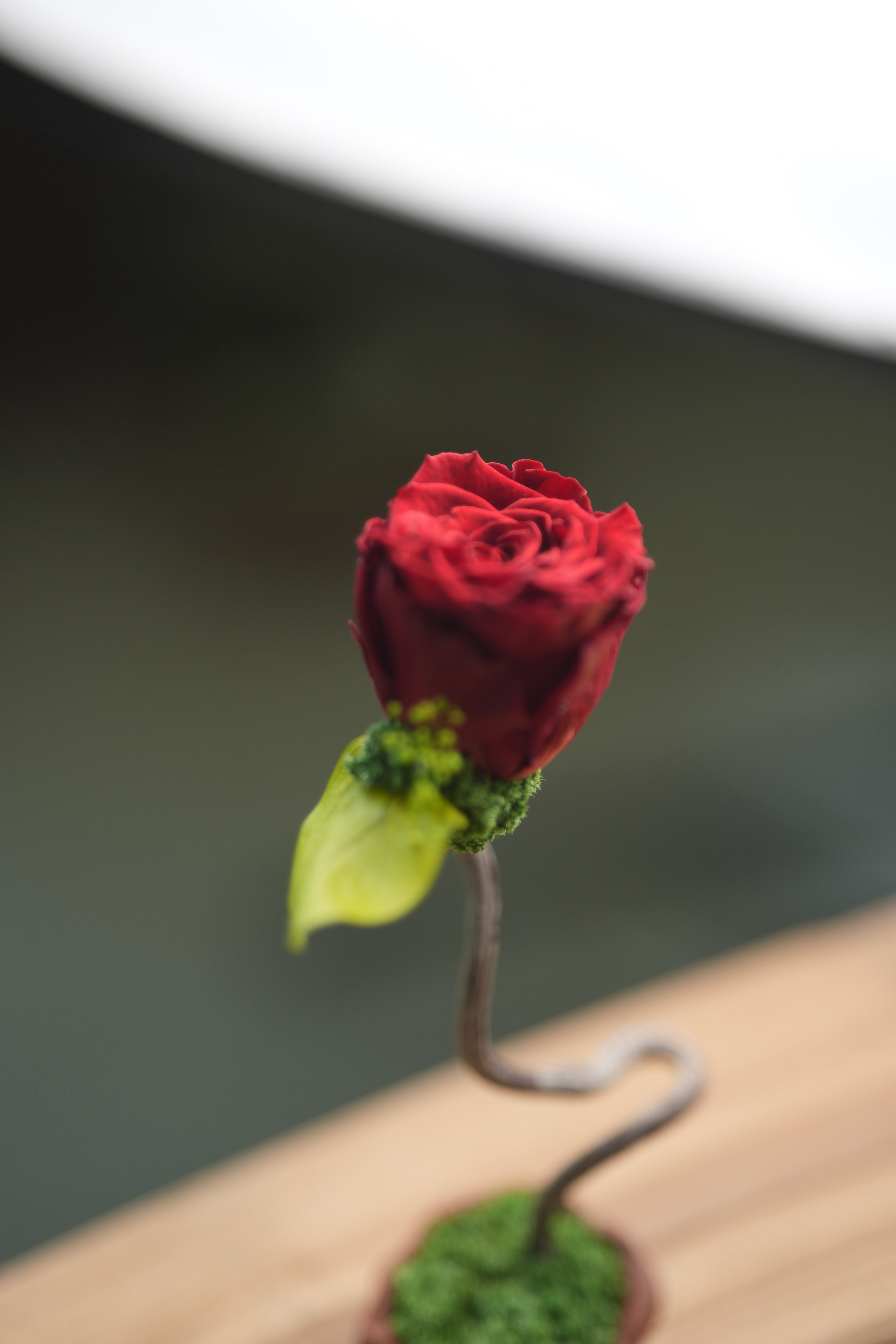 Children of the Forest - Jupiter  (Preserved Plants)