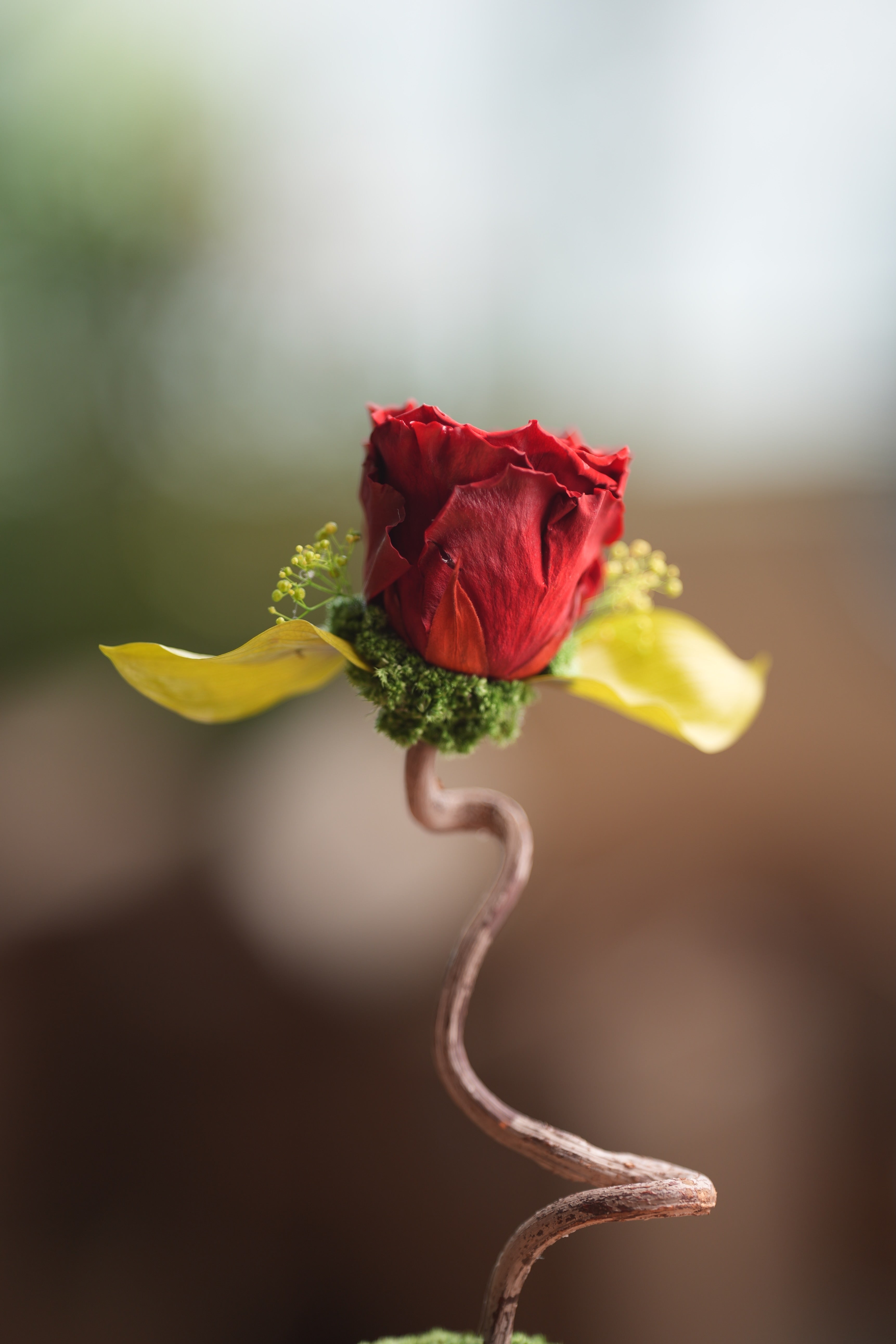 Children of the Forest - Jupiter  (Preserved Plants)