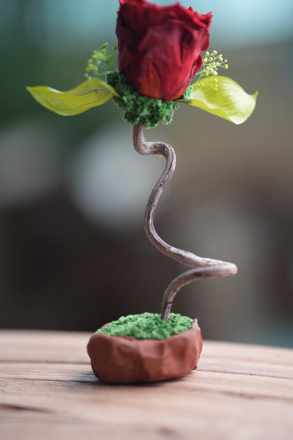 Children of the Forest - Jupiter  (Preserved Plants)