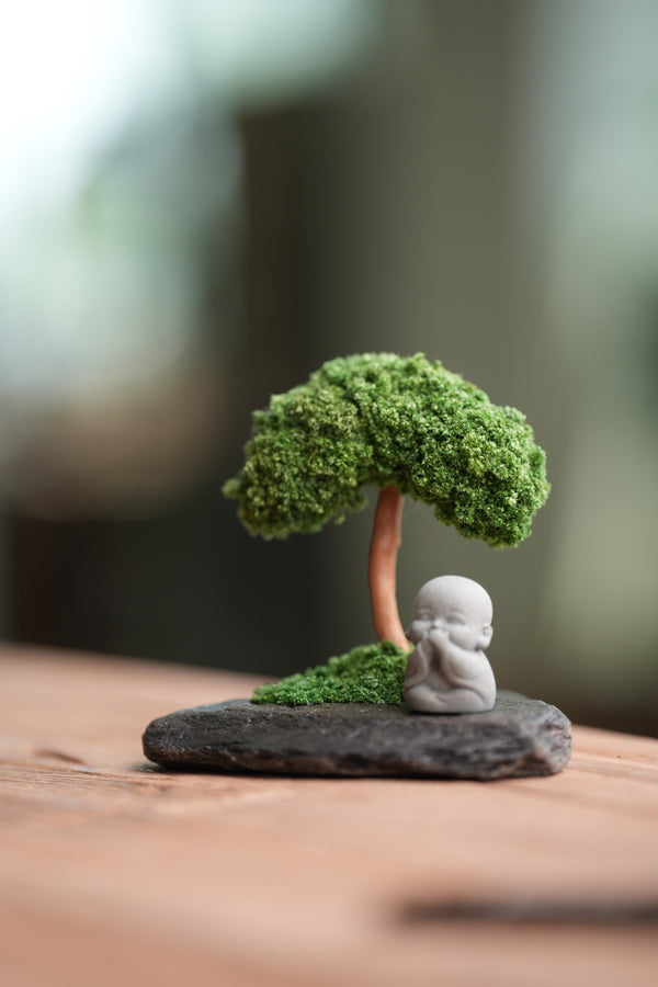 A Small Tree in the East - Classic (Preserved Plants)