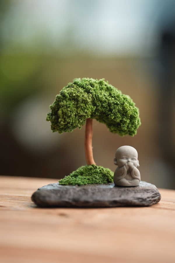 A Small Tree in the East - Classic (Preserved Plants)