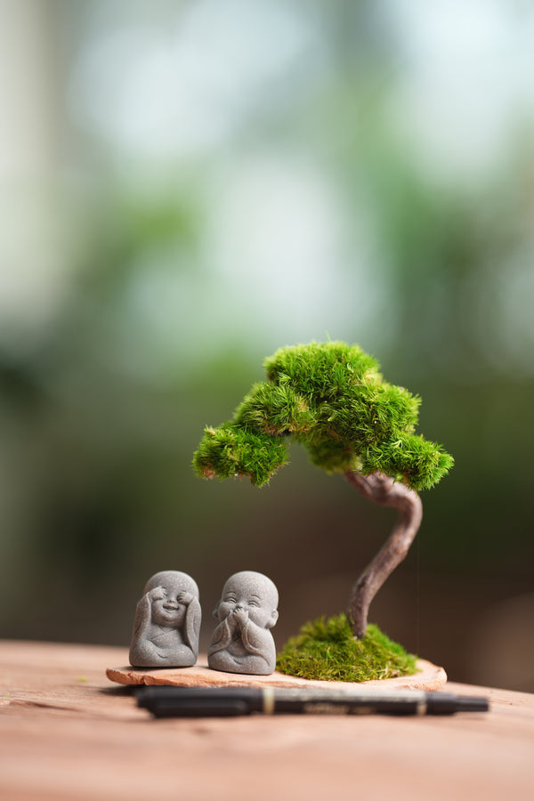 A Small Tree in the East - Classic - Duo of No Evil (Preserved Plants)