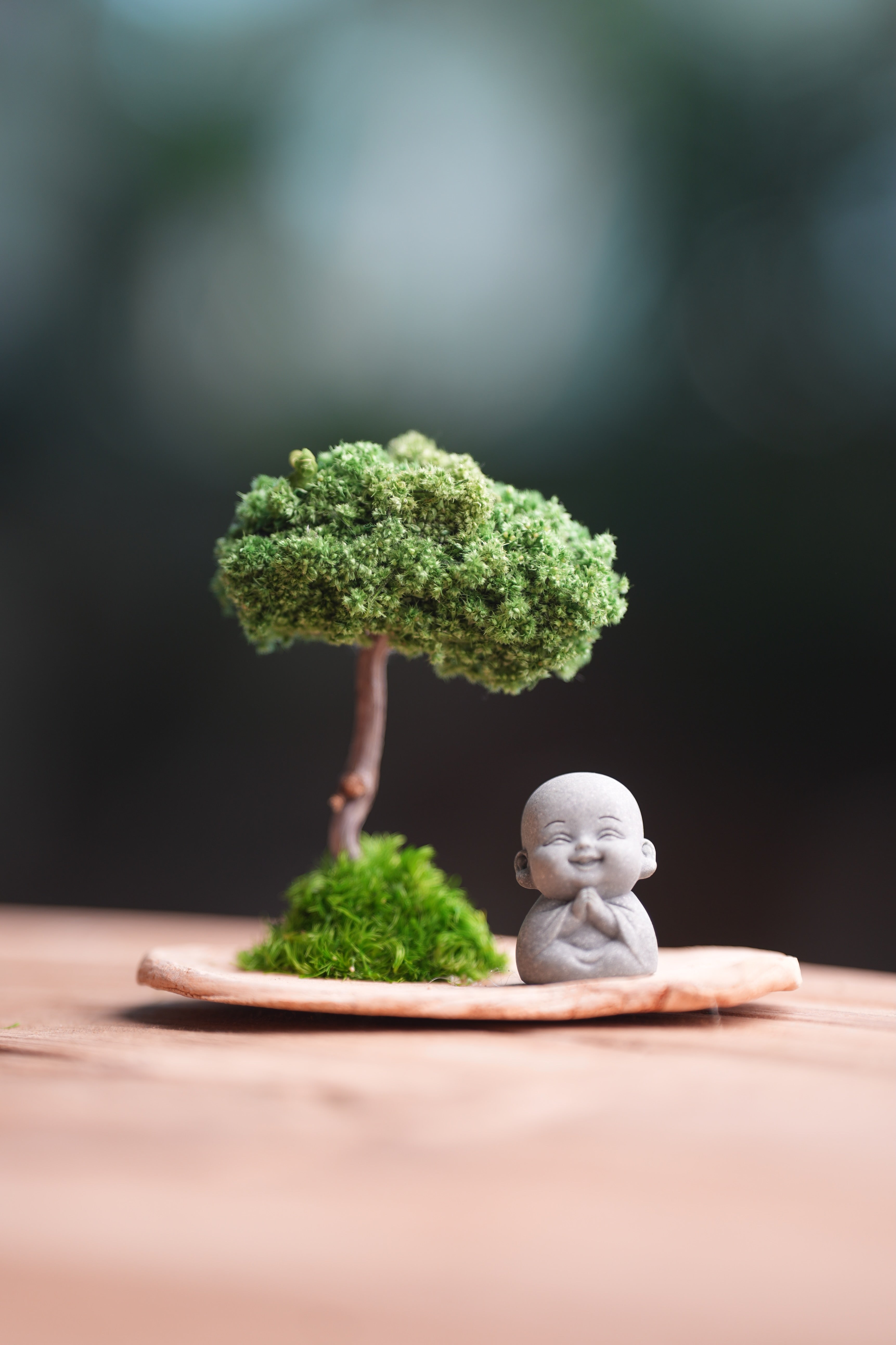 A Small Tree in the East - Classic (Preserved Plants)