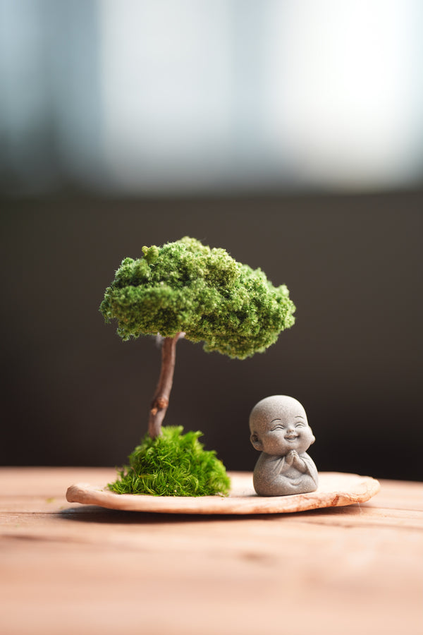 A Small Tree in the East - Classic (Preserved Plants)