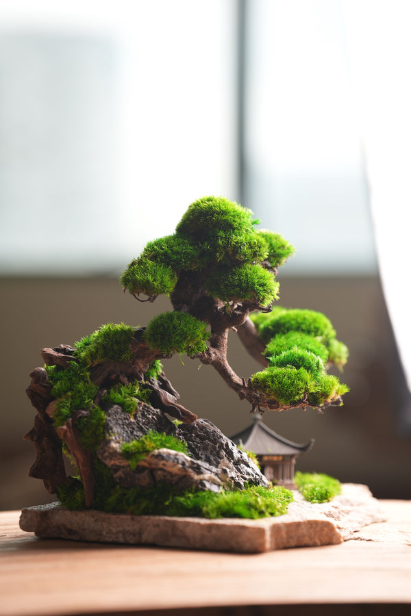 Greenwood - A Path in the East (Preserved Plants)