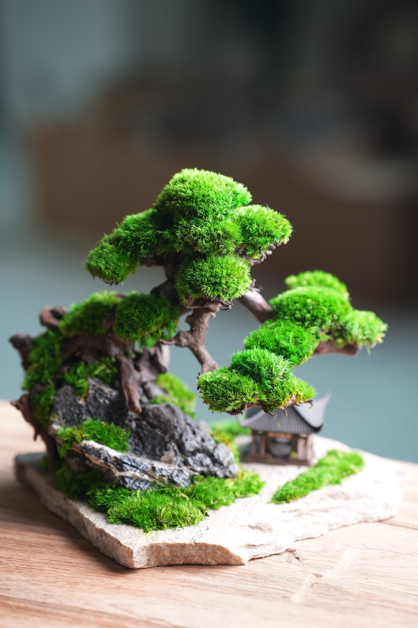 Greenwood - A Path in the East (Preserved Plants)