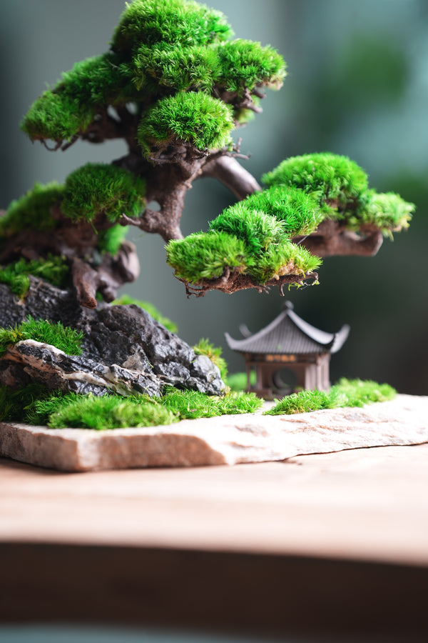 Greenwood - A Path in the East (Preserved Plants)