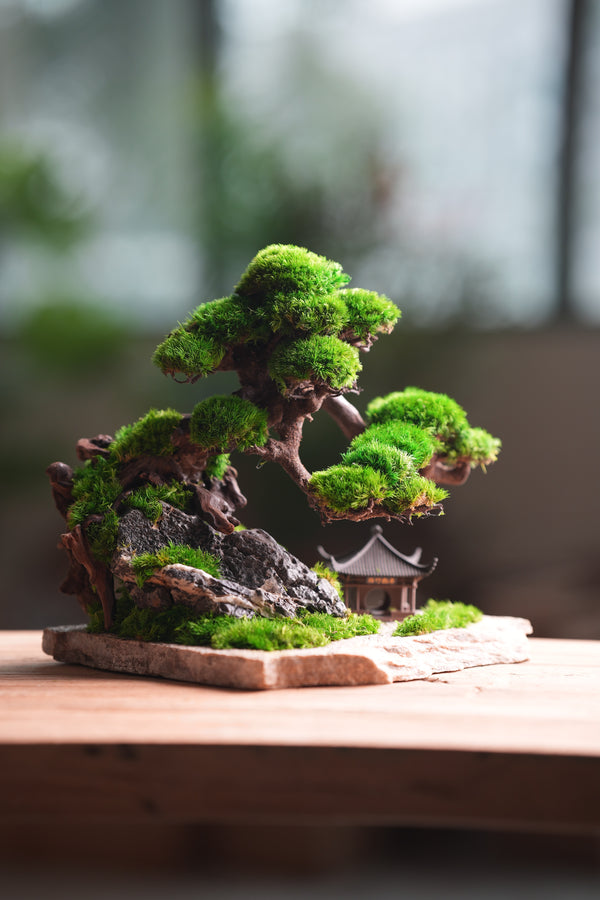 Greenwood - A Path in the East (Preserved Plants)