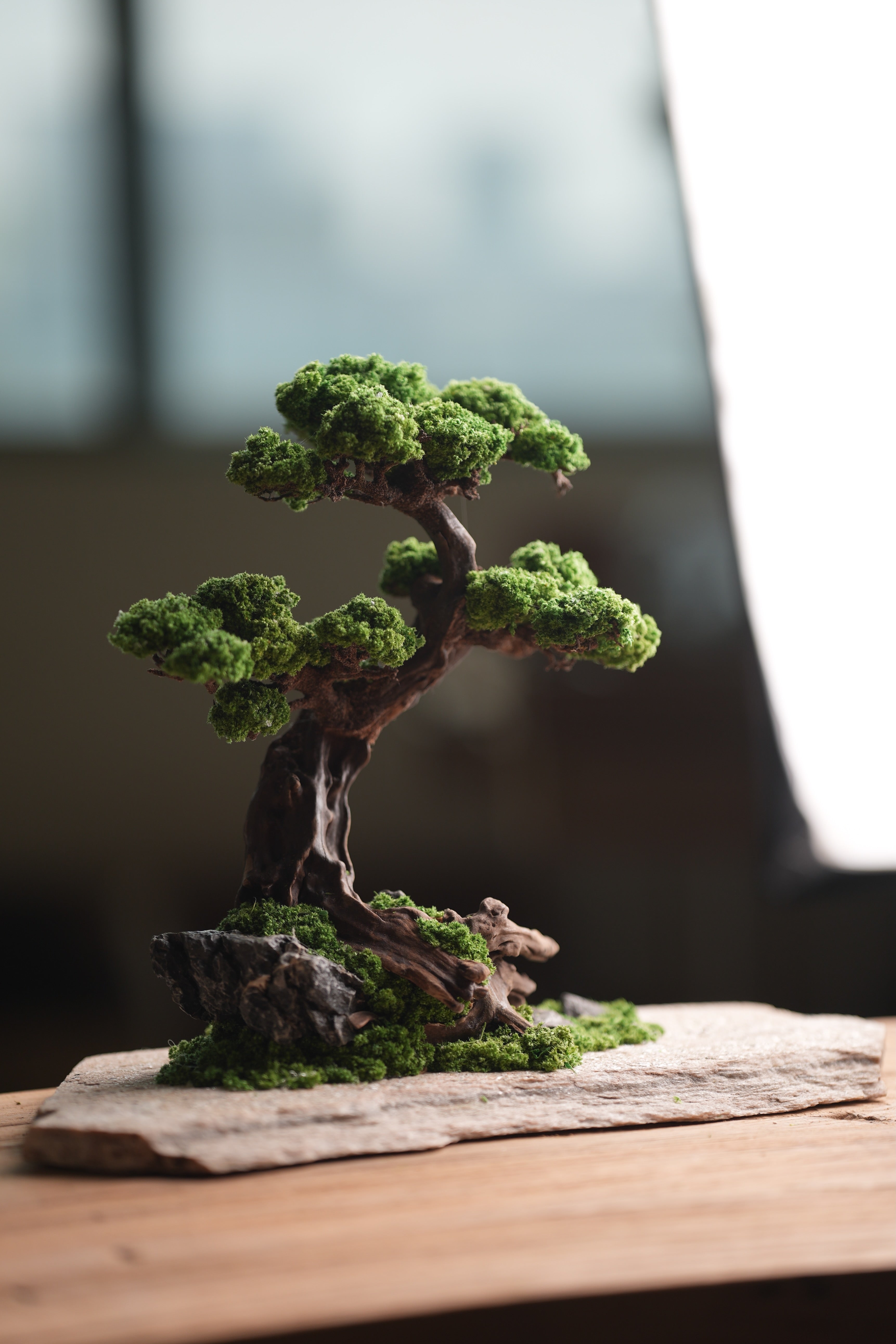 Greenwood - Prince (Preserved Plants)