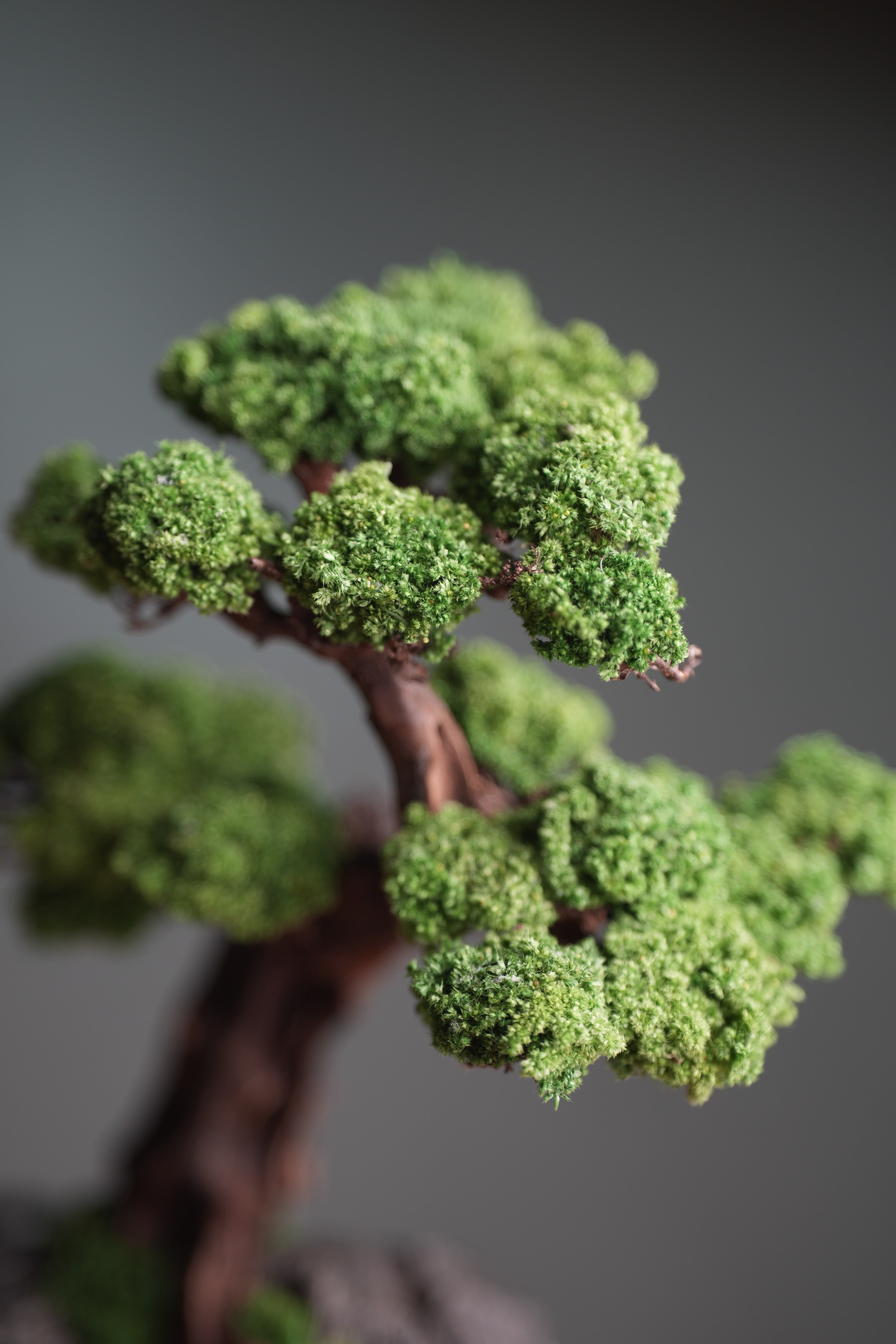 Greenwood - Prince (Preserved Plants)