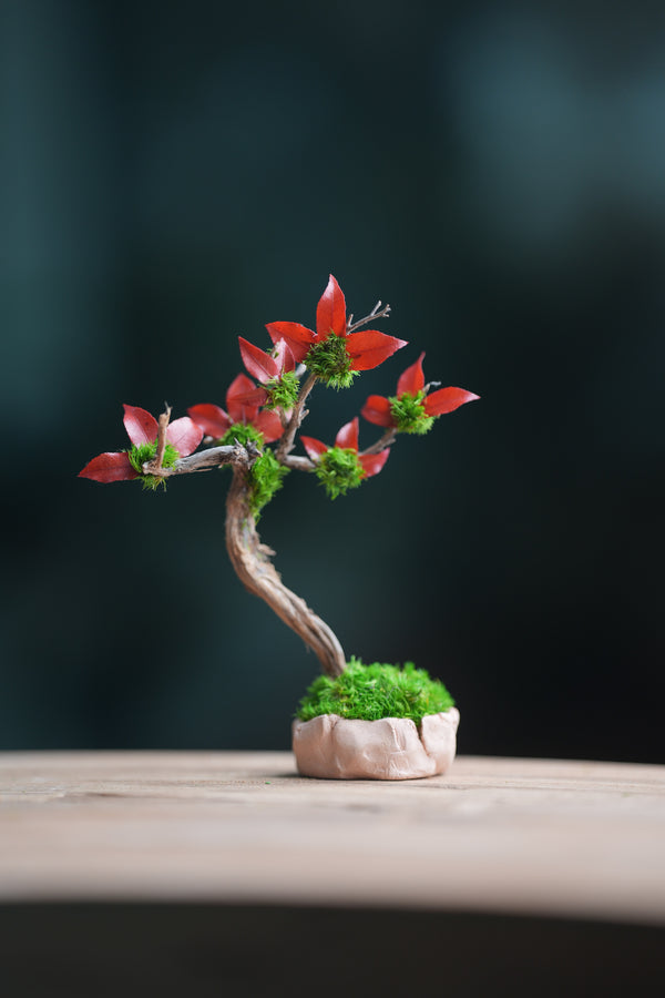A Small Tree in the East - Star Blossom (Preserved Plants)