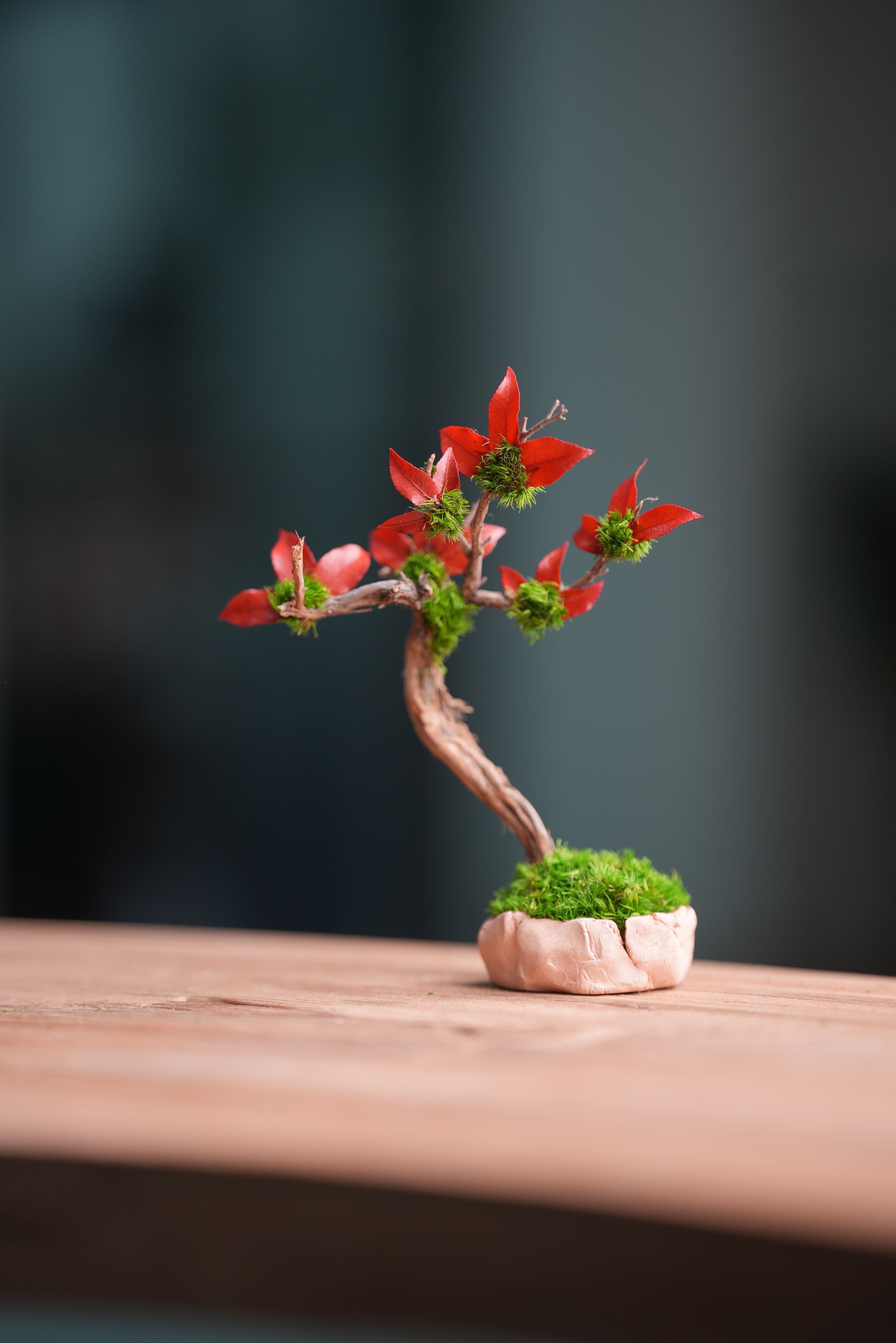 A Small Tree in the East - Star Blossom (Preserved Plants)