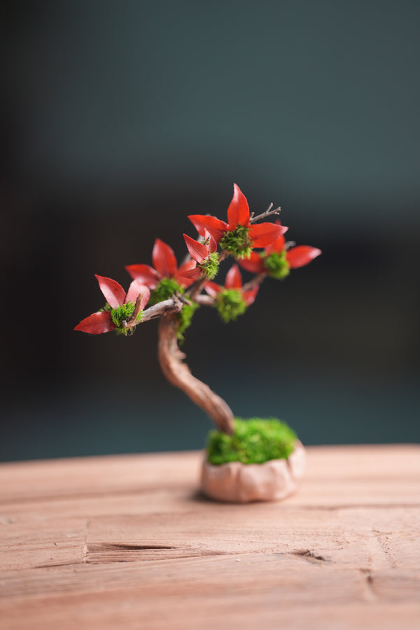 A Small Tree in the East - Star Blossom (Preserved Plants)