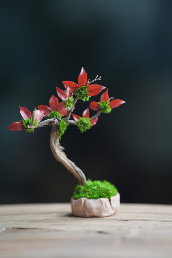 A Small Tree in the East - Star Blossom (Preserved Plants)