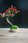 A Small Tree in the East - Star Blossom (Preserved Plants)