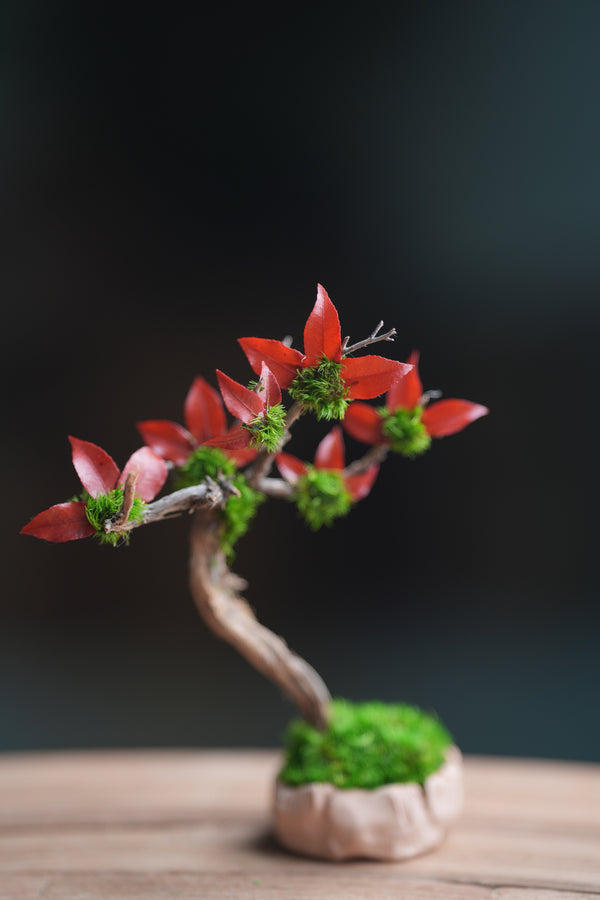 A Small Tree in the East - Star Blossom (Preserved Plants)