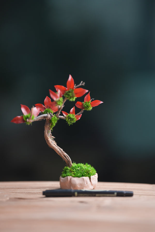 A Small Tree in the East - Star Blossom (Preserved Plants)