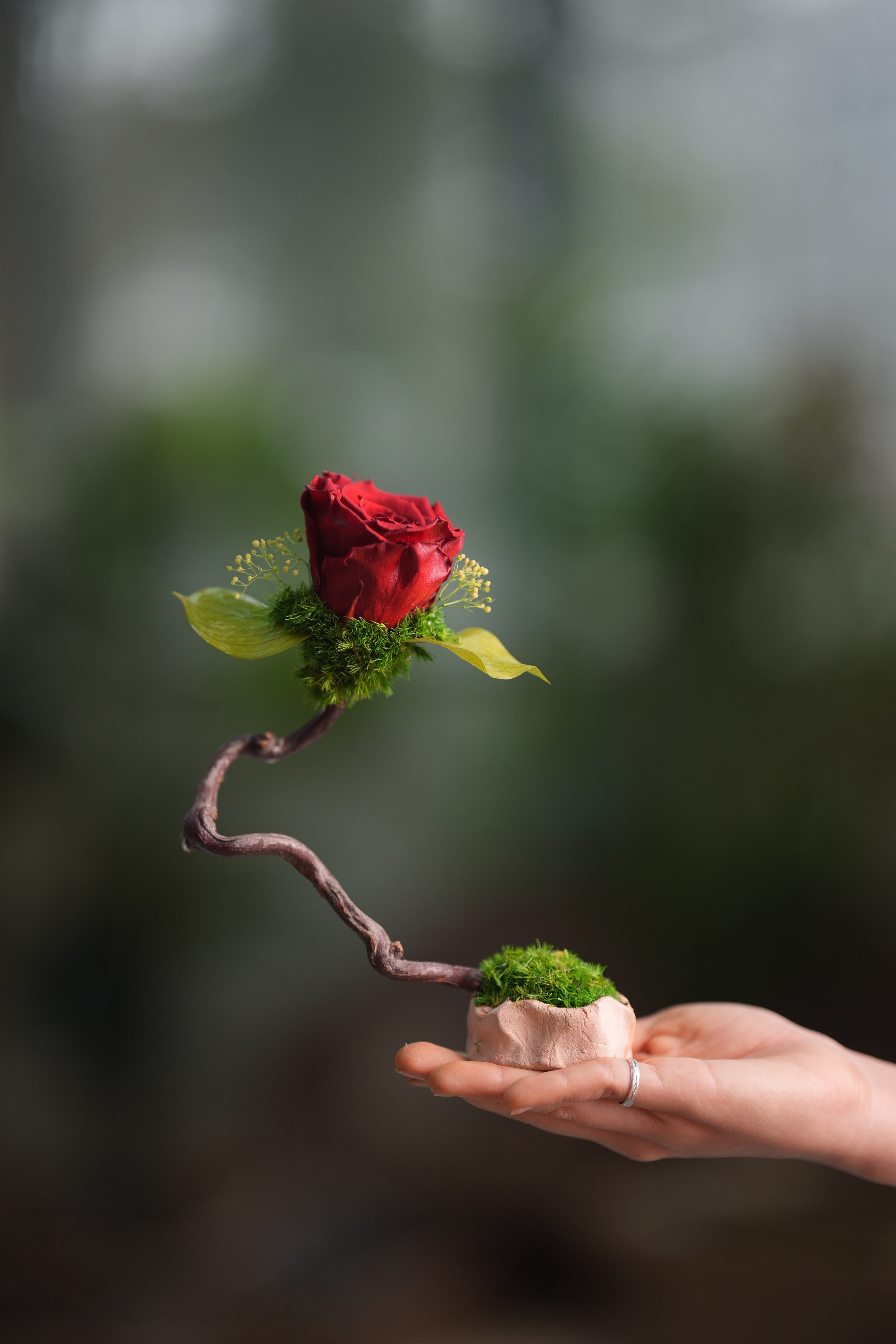 Children of the Forest - Jupiter (Preserved Plants)