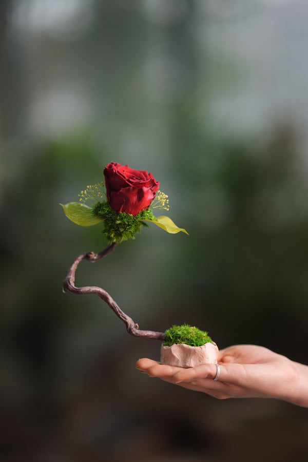 Children of the Forest - Jupiter (Preserved Plants)