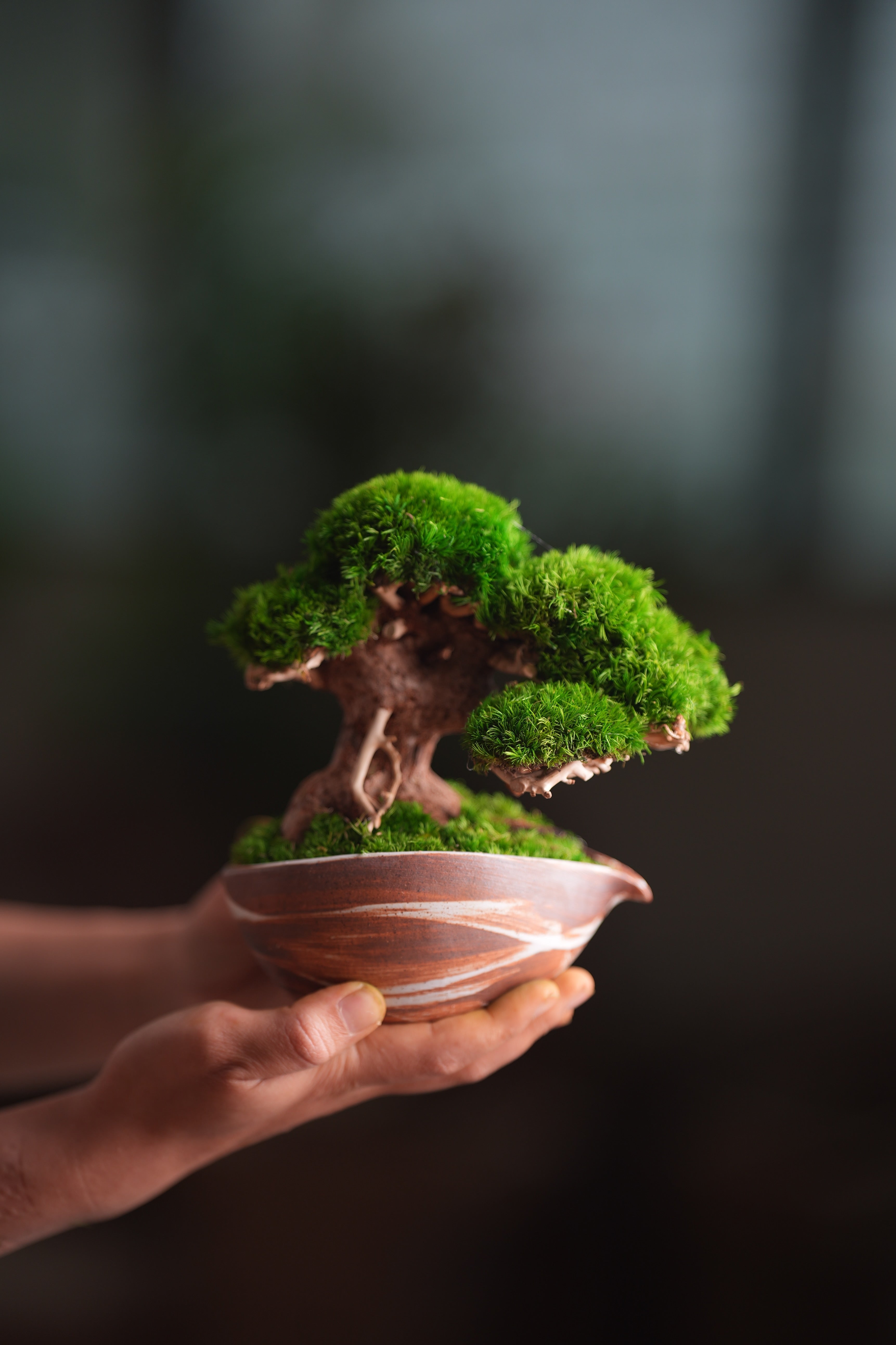 Slow Wood - Young - Teaman's Delight (Preserved Plants)