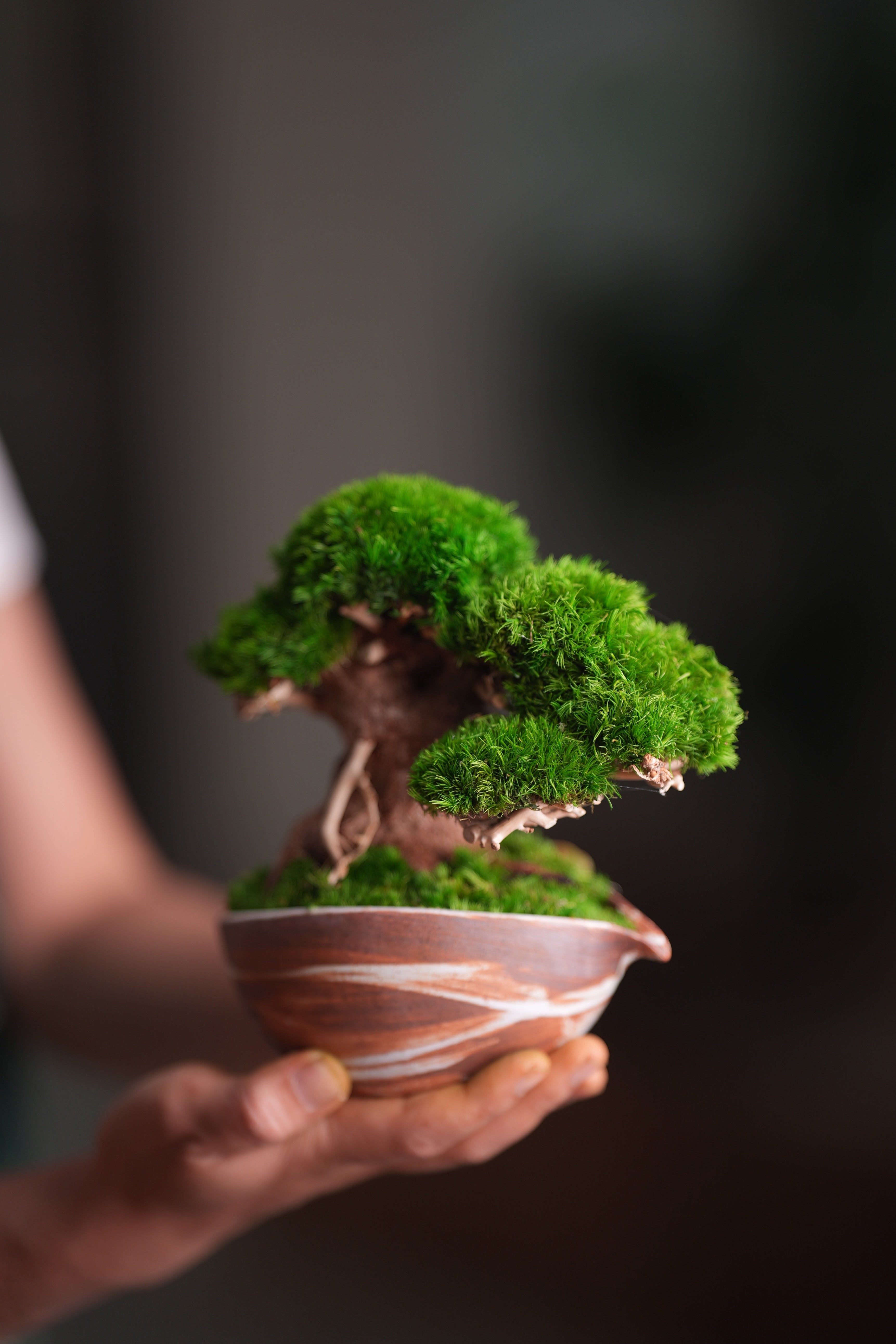 Slow Wood - Young - Teaman's Delight (Preserved Plants)