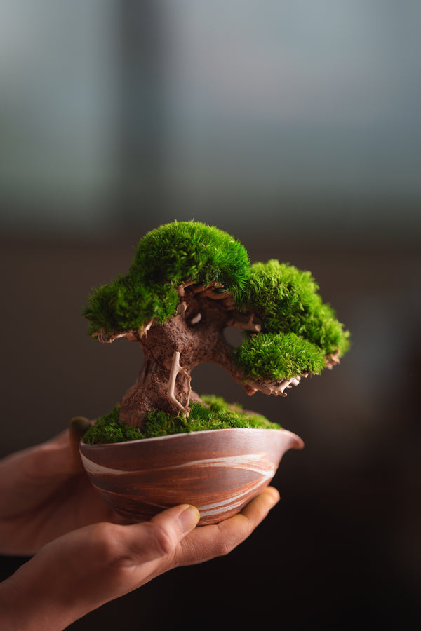 Slow Wood - Young - Teaman's Delight (Preserved Plants)