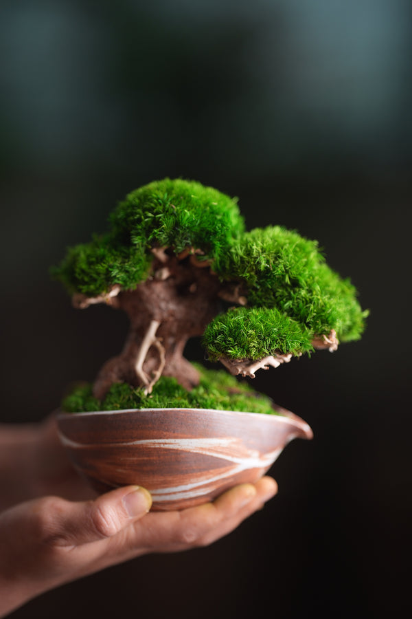 Slow Wood - Young - Teaman's Delight (Preserved Plants)