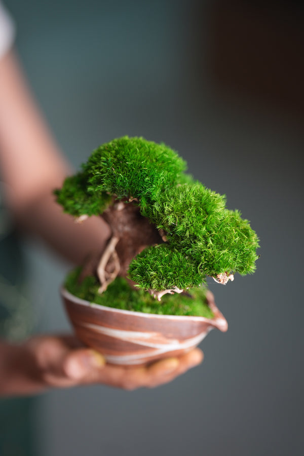 Slow Wood - Young - Teaman's Delight (Preserved Plants)