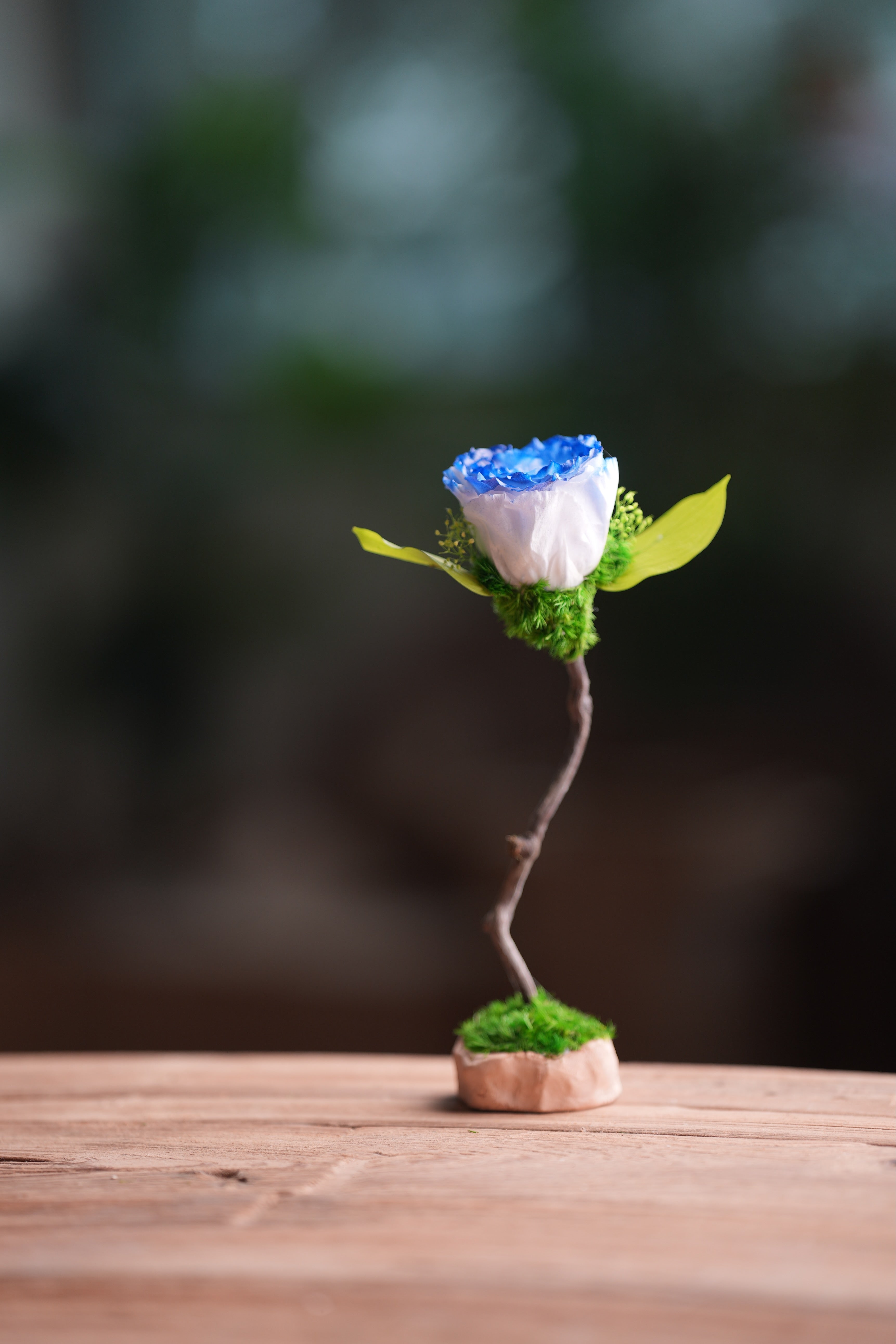 Children of the Forest - Jupiter - Blue Dream (Preserved Plants)