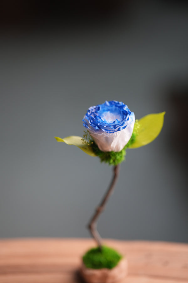 Children of the Forest - Jupiter - Blue Dream (Preserved Plants)