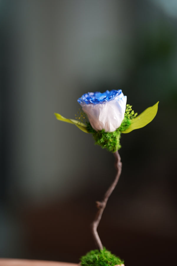 Children of the Forest - Jupiter - Blue Dream (Preserved Plants)