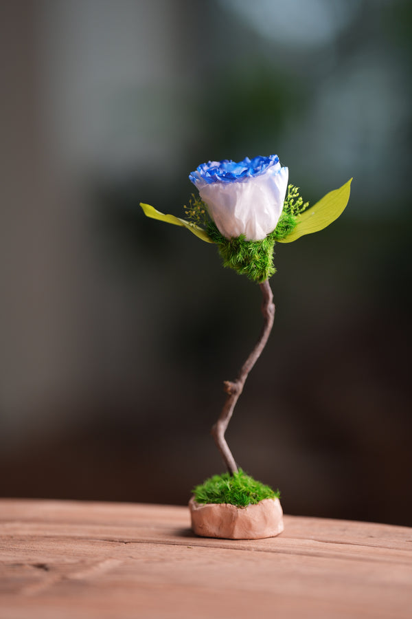 Children of the Forest - Jupiter - Blue Dream (Preserved Plants)