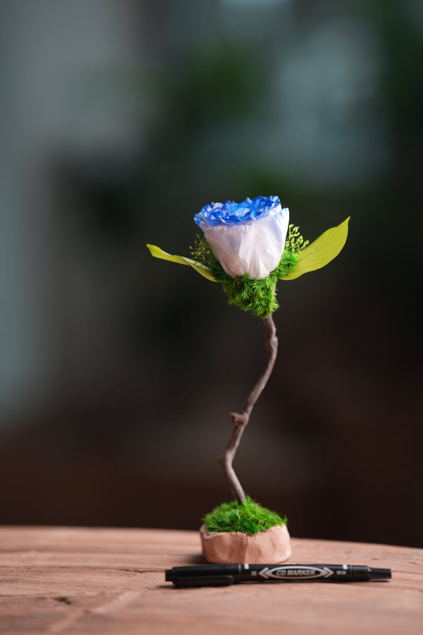 Children of the Forest - Jupiter - Blue Dream (Preserved Plants)