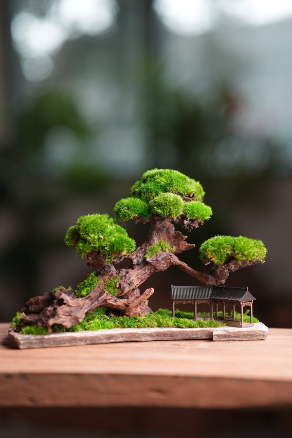 Greenwood - A Path in the East (Preserved Plants)