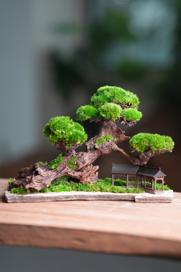 Greenwood - A Path in the East (Preserved Plants)