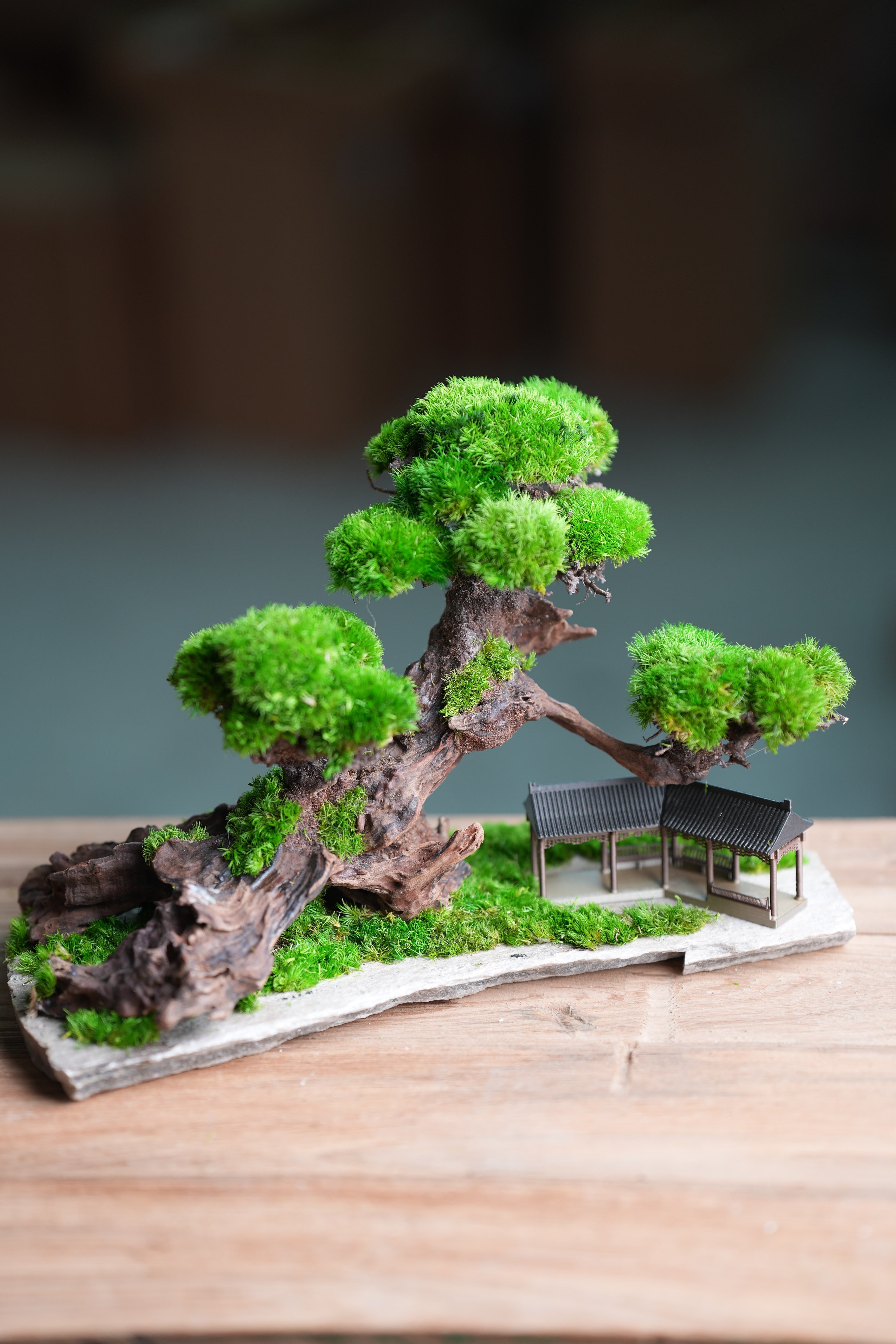 Greenwood - A Path in the East (Preserved Plants)