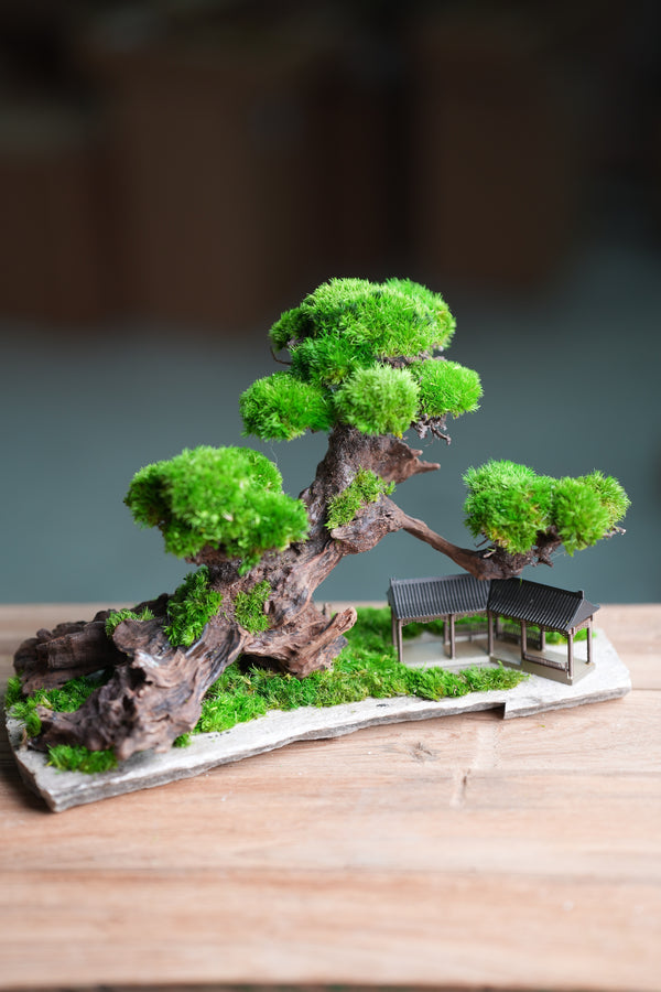 Greenwood - A Path in the East (Preserved Plants)